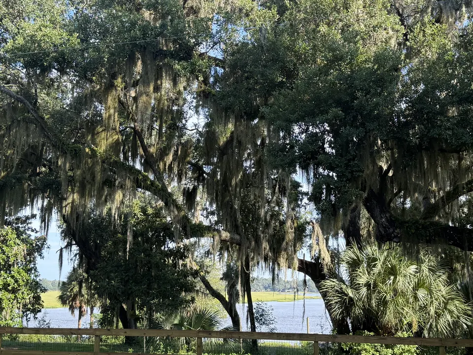 Yard at Sapelo House with live oak trees, Spanish moss, palms, and a view toward the Sapelo River.